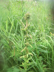 Campanula cervicaria