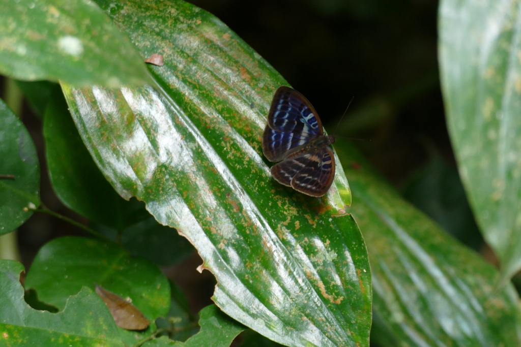 Euriphene pinkieana
