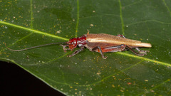Grylloidea
