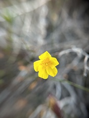 Crocanthemum aldersonii