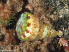 Conus canariensis