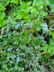 Myosotis arvensis