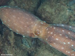 Callistoctopus macropus