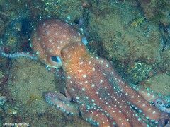 Callistoctopus macropus