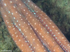 Callistoctopus macropus