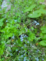 Myosotis arvensis