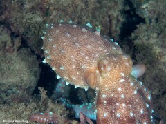 Callistoctopus macropus