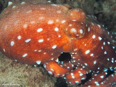Callistoctopus macropus
