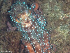 Callistoctopus macropus