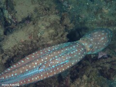 Callistoctopus macropus
