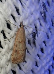 Achyra affinitalis