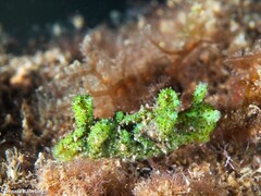 Elysia manriquei