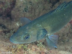 Dicentrarchus labrax