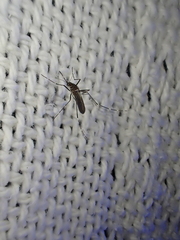 Aedes notoscriptus