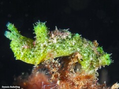 Elysia manriquei
