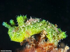 Elysia manriquei