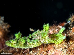 Elysia manriquei