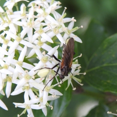 Empis tessellata