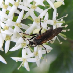 Empis tessellata