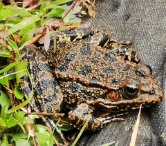 Pelophylax ridibundus