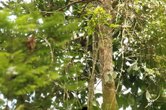 Cercopithecus pogonias