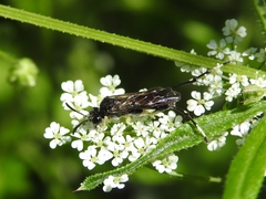 Macrophya montana