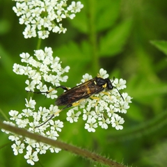 Macrophya montana