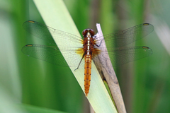 Rhodothemis lieftincki