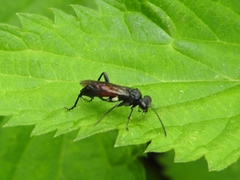 Macrophya blanda