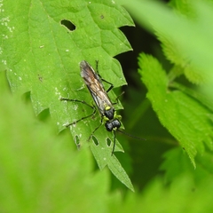 Tenthredo mesomela