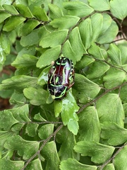 Eupoecila australasiae