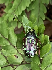 Eupoecila australasiae