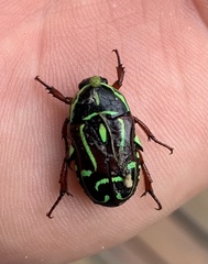 Eupoecila australasiae