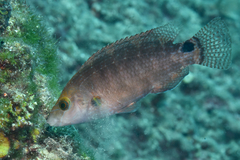Symphodus mediterraneus