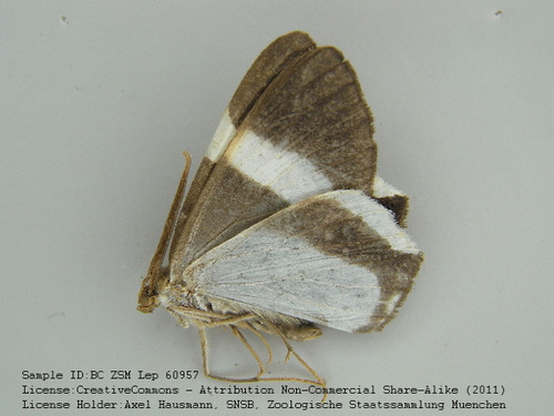 Opisthoxia leucophis