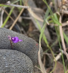 Utricularia caerulea