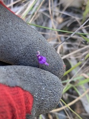 Utricularia caerulea