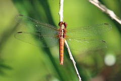 Rhodothemis lieftincki