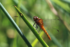 Rhodothemis lieftincki
