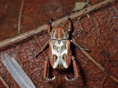 Hoplia