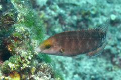 Symphodus mediterraneus