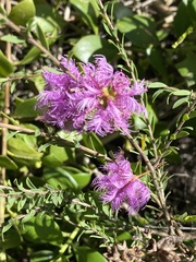 Melaleuca thymifolia