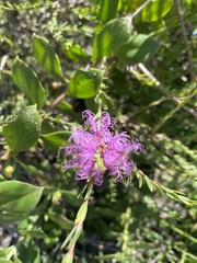 Melaleuca thymifolia