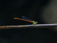 Ceriagrion aeruginosum