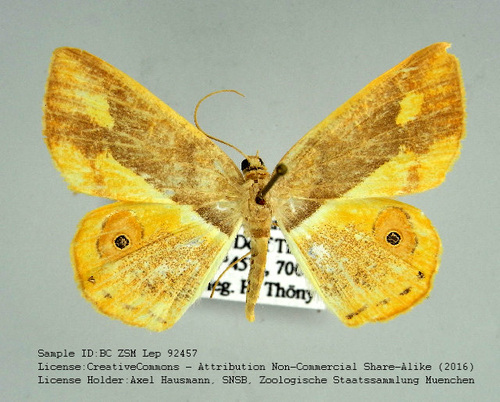 Opisthoxia lyllaria