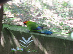 Eunymphicus cornutus