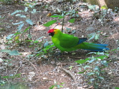 Eunymphicus cornutus