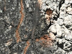 Afrogecko porphyreus