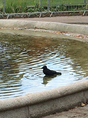 Corvus corone