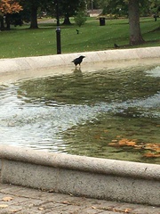 Corvus corone